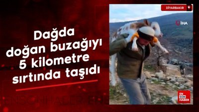 Diyarbakır'da dağda doğan buzağıyı 5 kilometre sırtta taşıyarak eve getirdiler