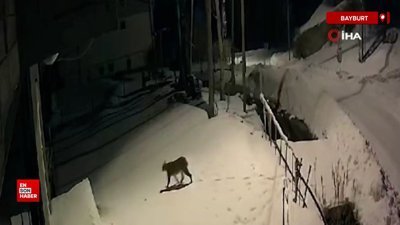 Kırmızı listedeki vaşak Bayburt’ta güvenlik kamerasına yansıdı