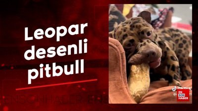 Leopar desenli pitbull
