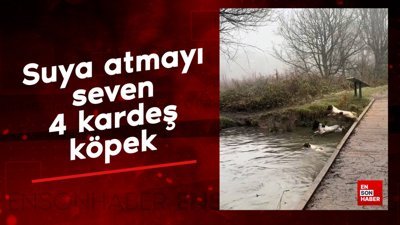Suya atmayı seven 4 kardeş köpek