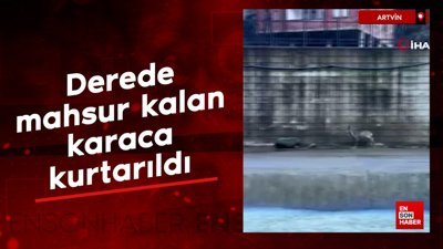 Artvin’de derede mahsur kalan karaca kurtarıldı