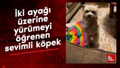 İki ayağı üzerine yürümeyi öğrenen sevimli köpek