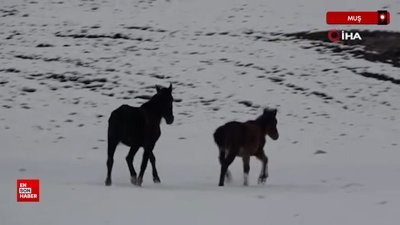 Muş'ta köy işlerinde kullanılan atlar kışın doğaya terk edil