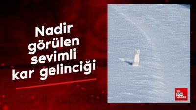 Nadir görülen sevimli kar gelinciği