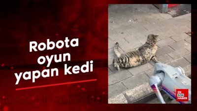 Yaklaşan robota oyun yapan kedi