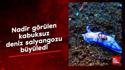 Nadir görülen kabuksuz deniz salyangozunun büyüleyici görüntüleri
