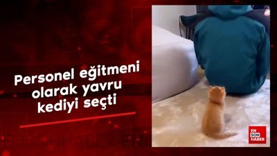 Yavru kedinin eğlenceli sporu