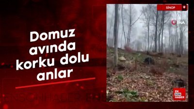 Sinop'ta domuz avında korku dolu anlar