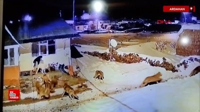 Ardahan'da çoban köpeği kurt sürüsüne tek başına karşı koydu