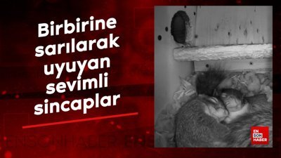 Birbirine sarılarak uyuyan sevimli sincaplar
