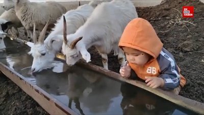 Keçilere özenen ufaklık