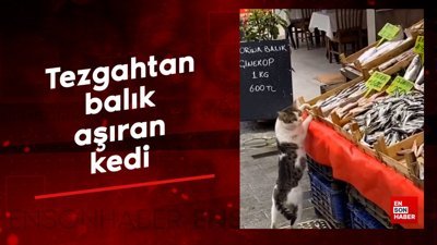 Tezgahtan balık aşıran yaramaz sokak kedisi