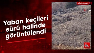 Gümüşhane’de yaban keçileri sürü halinde görüntülendi