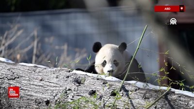 Dev pandaların eğlenceli anları