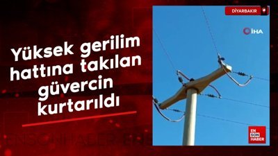 Diyarbakır’da yüksek gerilim hattına takılan güvercin kurtarıldı