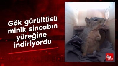 Gök gürültüsünden korkan sincap güldürdü