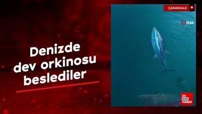 Çanakkale'de denizde dev orkinosu beslediler