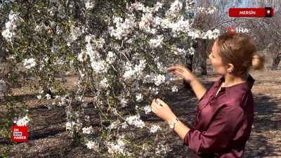 Mersin'de iklim değişikliği badem ağaçlarına erken çiçek açtırdı