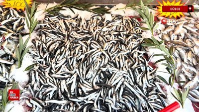 Karadeniz'de palamut sezonu yeniden açıldı