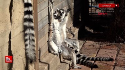Antalya'da lemurların kış rutini, güneşi selamlamak