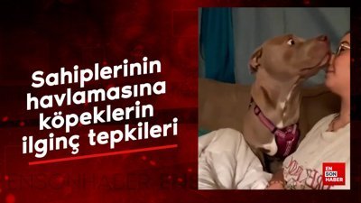 Sahiplerinin havlamasına köpeklerin ilginç tepkileri