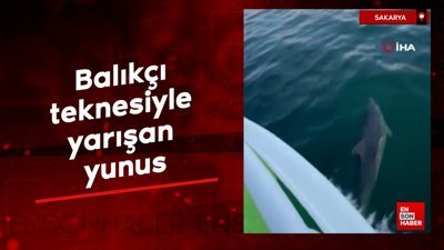 Sakarya'da balıkçı teknesiyle yarışan yunus