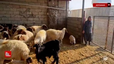Tanrıverdi ailesi depremde telef olan hayvanlarına devlet desteğiyle tekrar kavuştu