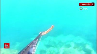 Balıkesir Ayvalık sularında 2 yeni tür görüntülendi