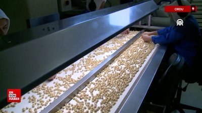Fındığın kilogramı serbest piyasada 125 liradan işlem görüyor