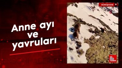 Gümüşhane’de anne ayı ve yavruları görüntülendi