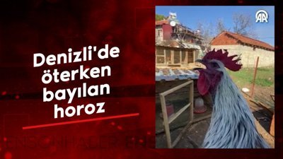 Denizli'de öterken bayılan horoz