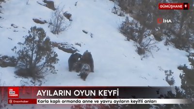Gümüşhane'de karla kaplı ormanda anne ve yavru ayıların keyifli anları
