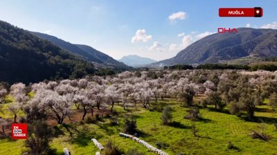 Datça'da badem ağaçları çiçek açtı, her yer beyaza büründü
