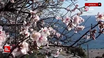 Antalya şubatta baharı yaşadı