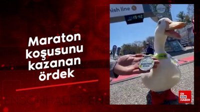 Maraton koşusunu kazanan ördek