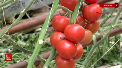 Antalya'da seraları soğuk vurdu, tüm ürünler zamlandı