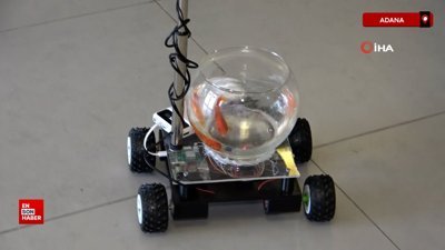 Adana'da yapay zeka ile Japon balığına araba sürdürdüler