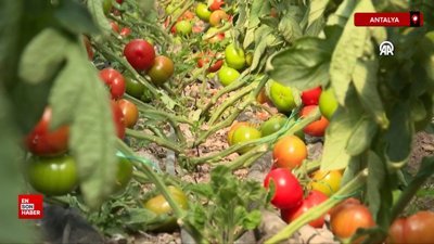 Kumluca ve Finike'nin domateslerini 