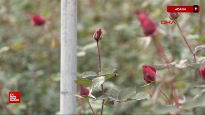 Adana'da kırmızı gülleri soğuk vurdu