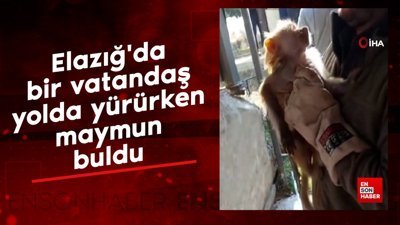 Elazığ'da bir vatandaş yolda yürürken maymun buldu
