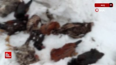 Muş’ta kümese giren gelincik, 31 kanatlı kümes hayvanını telef etti