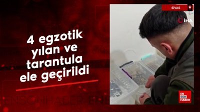 Sivas’ta 4 egzotik yılan ve tarantula ele geçirildi