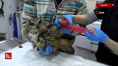 Artvin'de yaralı puhu kuşu tedavi altına alındı