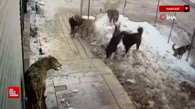 Hakkari’de köpeklerin kurda saldırdığı anlar