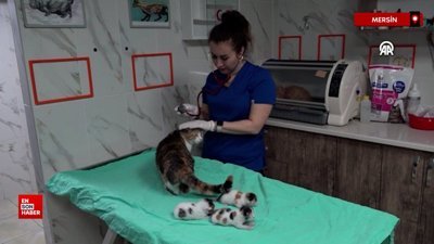 Mersin'de camide doğum yapan kedi ve 3 yavrusu koruma altına alındı