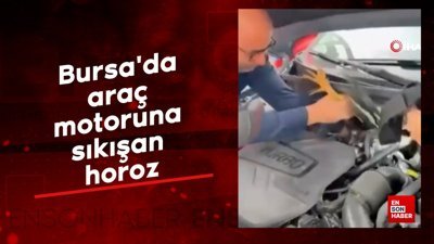 Bursa'da araç motoruna sıkışan horoz