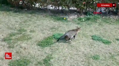 İstanbul'da okulun havalandırma boşluğunda mahsur kalan kedi kurtarıldı