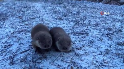 Kırıkkale'de yavru su samurlarını gören vatandaş heyecan yaşadı