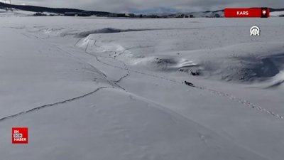 Kars'ta hava ısınınca yaban hayvanları görülmeye başlandı