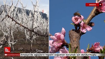 Amasya'da ağaçlarını soğuktan korumak için dondurmuştu: Yüzde 80'i çiçek açtı